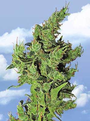The Flying Dutchmen - Amsterdam Mist (fem.) 01847