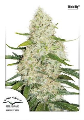 Dutch Passion - Think Big (auto/fem.) 03617
