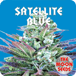 The Moon Seeds - Satellite Blue (fem.) moon6