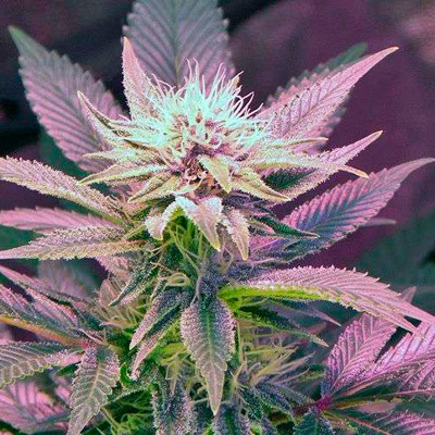 Nirvana Seeds - Blue Mystic (reg.) 03272