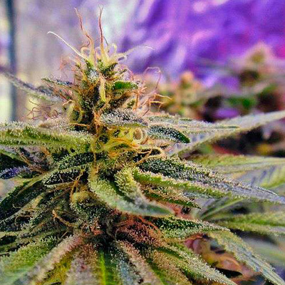 Nirvana Seeds - Auto Blue Mystic (auto/fem.) 03316
