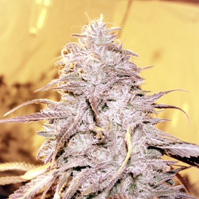 Loud Seeds - Loud Dream (fem.) 00068