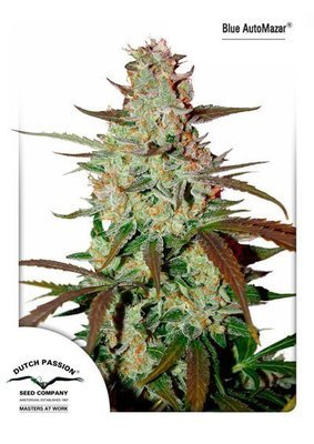 Dutch Passion - Blue Auto Mazar (auto/fem.) 01462