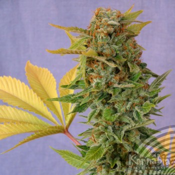 Kannabia Seeds - Pato #1 (fem.) 01564