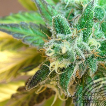Kannabia Seeds - Flash Auto (auto/fem.) 01577