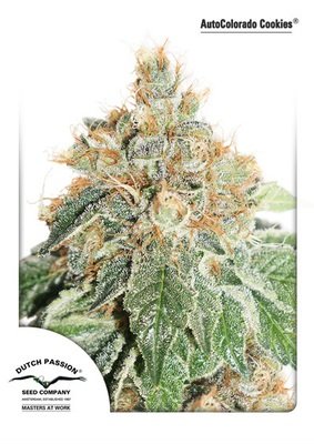 Dutch Passion - Auto Colorado Cookies (auto/fem.) 03613