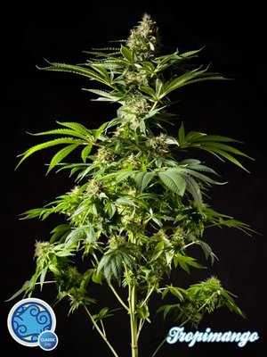 Philosopher Seeds - Tropimango (fem.) 03199