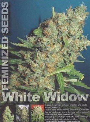 Homegrown Fantaseeds - White Widow (fem.) 04461