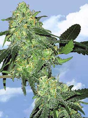 The Flying Dutchmen - Skunk Classic (fem.) 01857