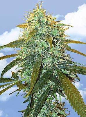 The Flying Dutchmen - Skunk #1 (fem.) 01856