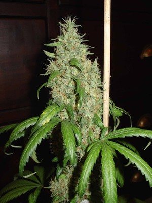 Homegrown Fantaseeds - Skunk #1 (fem.) 04456