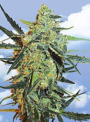 The Flying Dutchmen - Blueberry Skunk (fem.) 01848