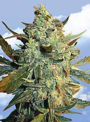 The Flying Dutchmen - Power Skunk (fem.) 01855