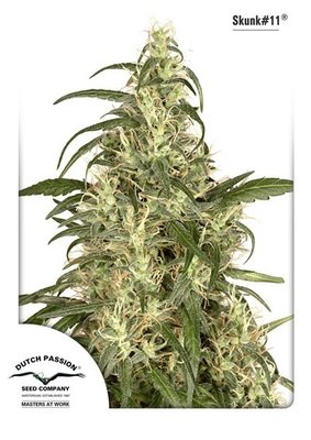 Dutch Passion - Skunk #11 (fem.) 03390