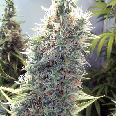 Female Seeds - C99 (fem.) 01532