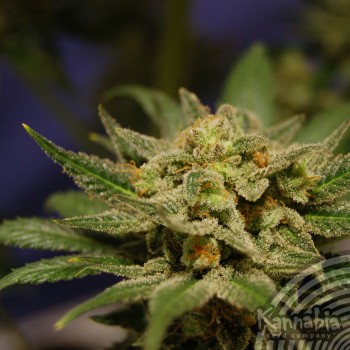 Kannabia Seeds - Citrus (fem.) 01552