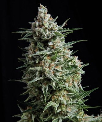 Pyramid Seeds - Auto Anesthesia (auto/fem.) 01771