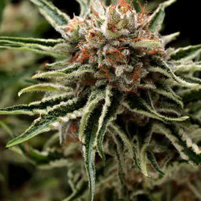 Pyramid Seeds - Auto Shark (auto/fem.) 01781