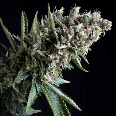 Pyramid Seeds - Auto Nefertiti (auto/fem.) 01776