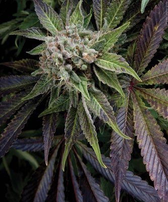 Pyramid Seeds - Auto Blue Pyramid (auto/fem.) 01773