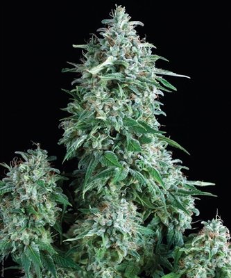 Pyramid Seeds - Auto Anubis (auto/fem.) 01772