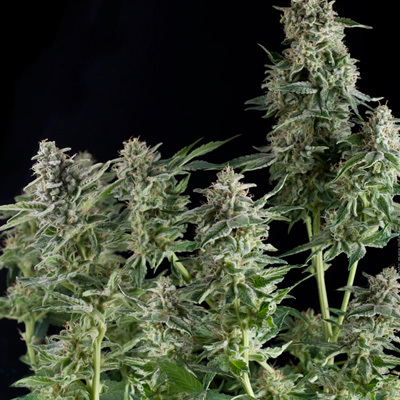 Pyramid Seeds - Auto Northern Lights (auto/fem.) 01779