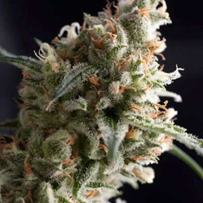 Pyramid Seeds - Auto Super Hash (auto/fem.) 01782