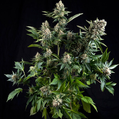 Pyramid Seeds - Auto White Widow (auto/fem.) 01784