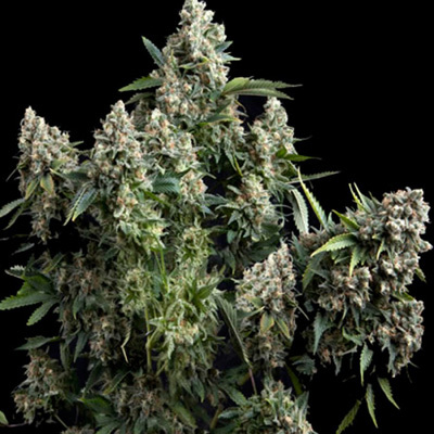 Pyramid Seeds - Auto Tutankhamon (auto/fem.) 01785
