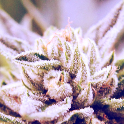 Loud Seeds - Bubba Kush Pre 98 (fem.) 00066