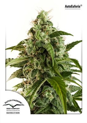 Dutch Passion - Auto Euforia (auto/fem.) 02715