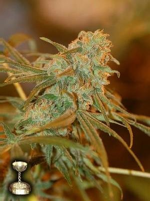 DNA Genetics - Lemon Skunk (fem.) 01268