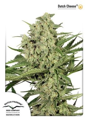 Dutch Passion - Dutch Cheese ® (fem.) 03546