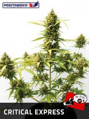 Positronics - Critical Express (auto/fem.) 02764