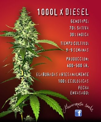 Macaronesia Seeds - 1000L x Diesel (fem.) 00394
