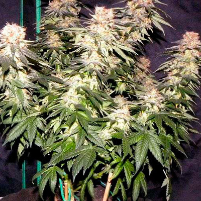 Nirvana Seeds - Blackberry (fem.) 03267