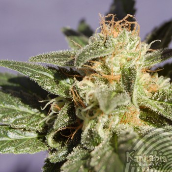 Kannabia Seeds - Dr. Jekill (fem.) 01556