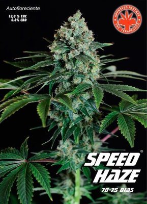 Pure Seeds - Speed Haze (auto/fem.) 05078