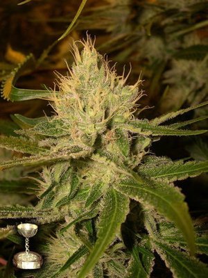 DNA Genetics - Cannalope Haze (reg.) 05025