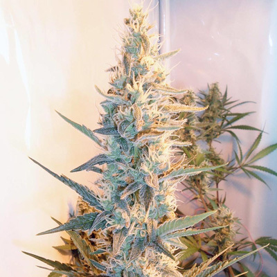 Female Seeds - Outdoor Grapefruit (fem.) 01546