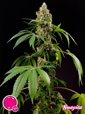 Philosopher Seeds - Guayita (fem.) 03191