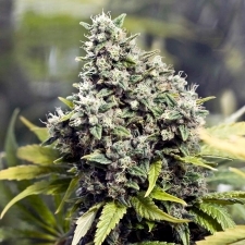 Female Seeds - Grapefruit (fem.) 01534