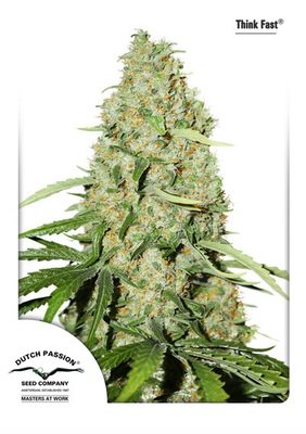 Dutch Passion - Think Fast (fem.) 03629
