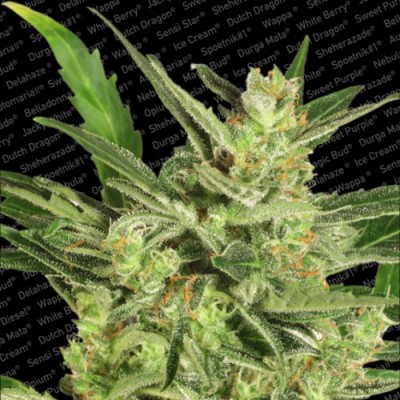 Paradise Seeds - Automaria II (auto/fem.) 01717