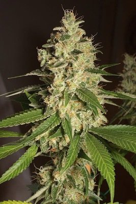 Humboldt Seed Organization - Raspberry Diesel (fem.) 02359