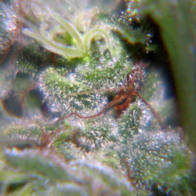 Female Seeds - Nev. Haze (fem.) 01538