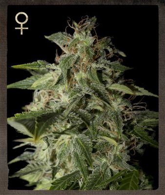 Strain Hunters - Afgooey (fem.) 01403