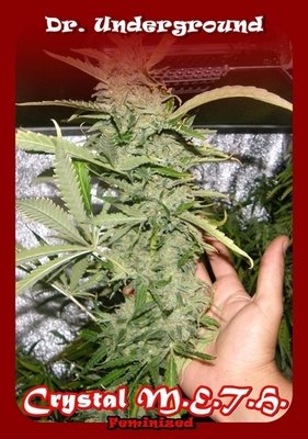 Dr. Underground - Crystal M.E.T.H. (fem.) 02630