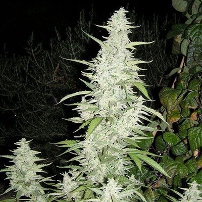Female Seeds - Maroc (fem.) 01537