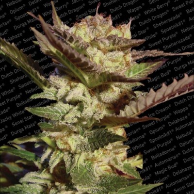 Paradise Seeds - Durga Mata (fem.) 01727